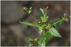 Blumea membranacea var. jacquemontii